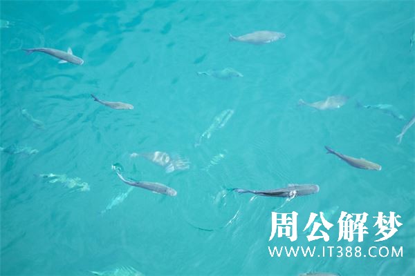 梦见放生鱼是什么意思