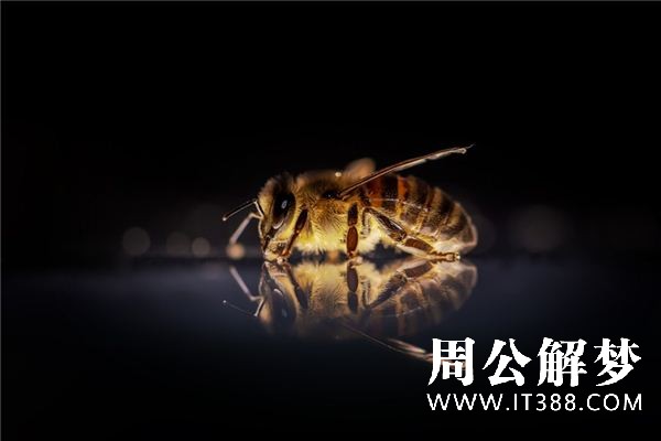 梦见被蜜蜂蛰是什么意思