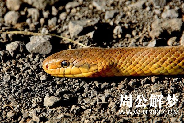 梦见被蛇追是什么意思