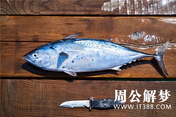 梦见好多死鱼