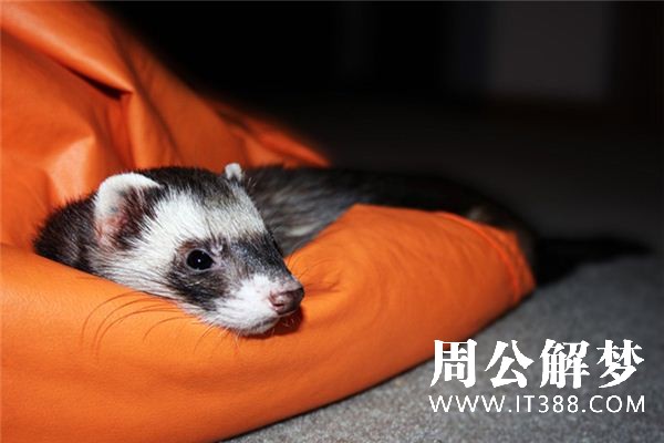 梦见黄鼠狼是什么意思