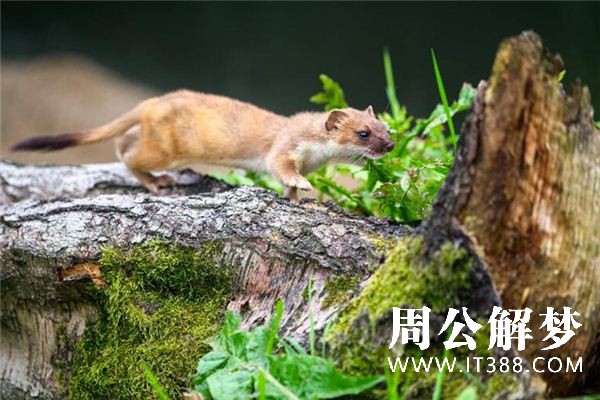 梦见黄鼠狼咬自己