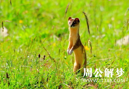 孕妇梦见黄鼠狼