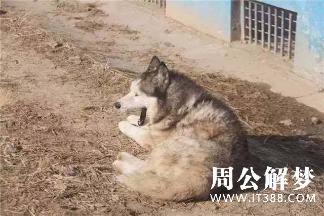 打狼