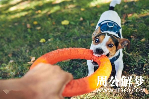 梦见狗咬人是什么意思