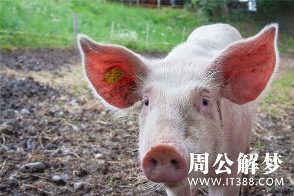 孕妇梦见猪
