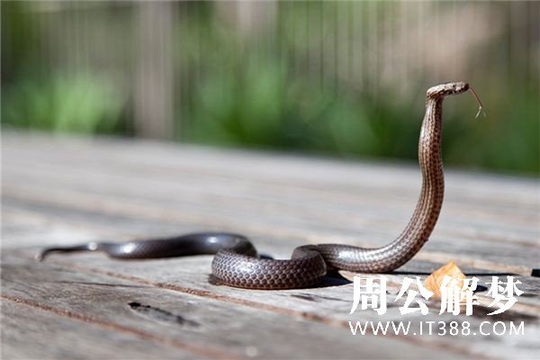 梦见蛇缠身