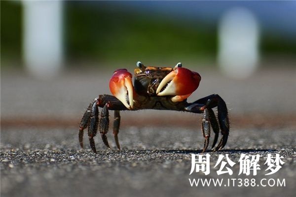 孕妇梦见螃蟹