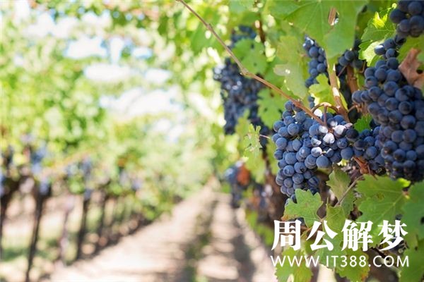 孕妇梦见吃葡萄
