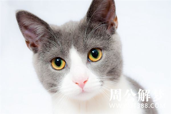 孕妇梦见猫