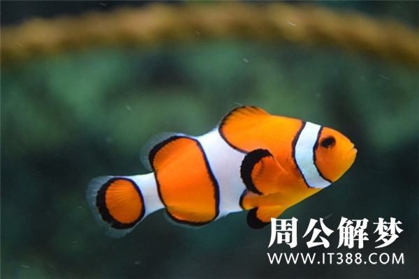 孕妇梦见鱼