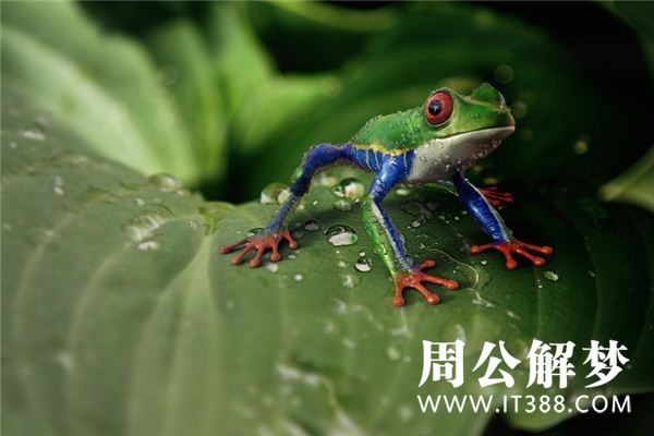 孕妇梦见青蛙