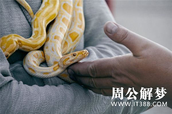 蟒蛇