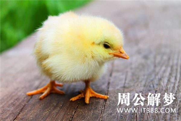 梦见小鸡是什么意思