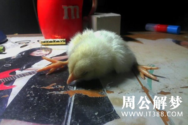 小鸡死了
