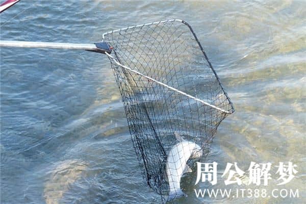梦见别人抓鱼是什么意思 梦见别人抓鱼是什么意思