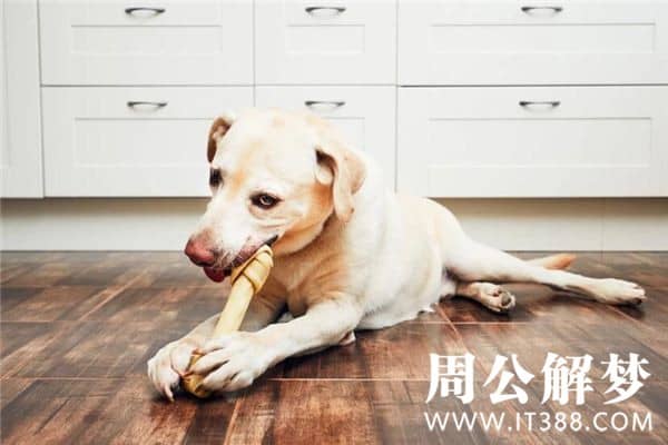梦见狗咬别人