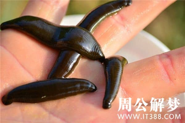 梦见蚂蝗是什么意思