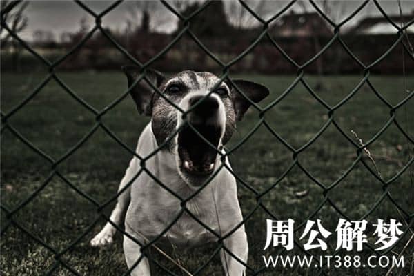 梦见被狗咬腿是什么意思