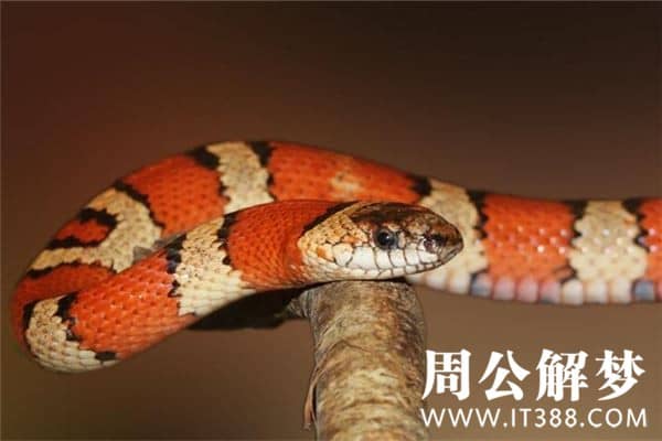 梦见自己打死蛇