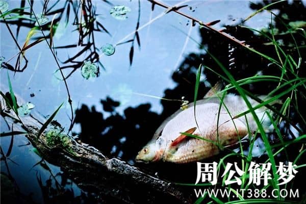 周公解梦梦见很多死鱼代表什么？