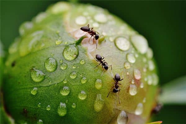 梦见嘴内有虫是什么意思 梦见嘴内有虫是什么意思