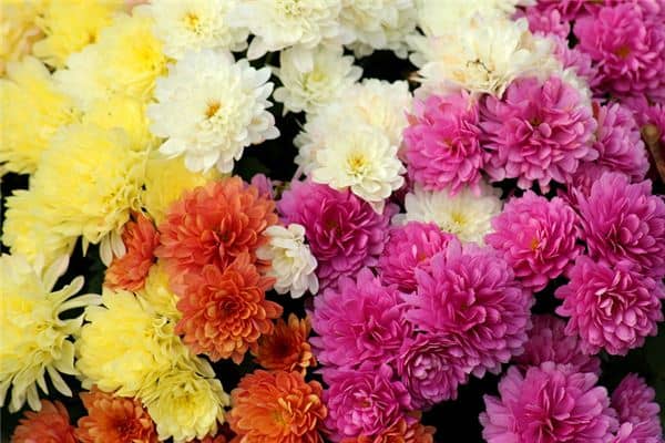 梦见菊花周公解梦