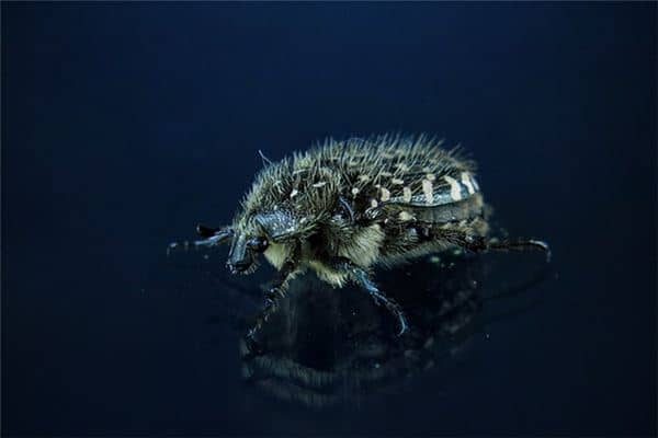 梦见打死虫子
