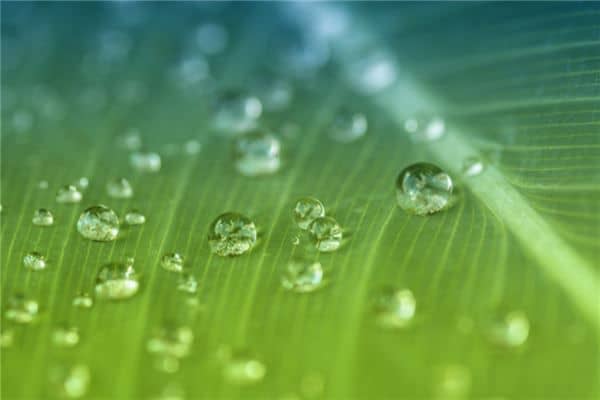 梦见春雨绵绵
