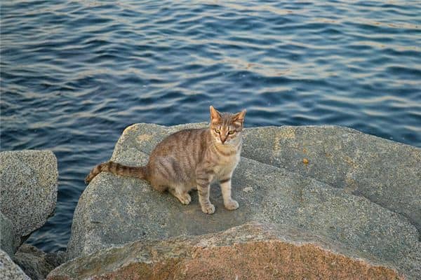 梦见流浪猫 梦见流浪猫