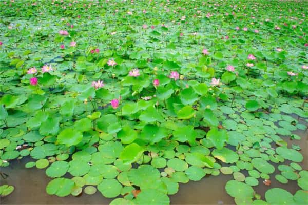 梦见遍地开花