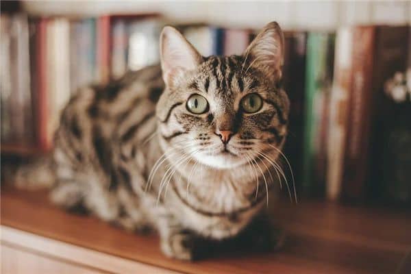 梦见被猫攻击