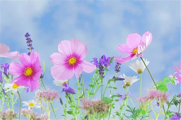 梦见花开了是什么意思