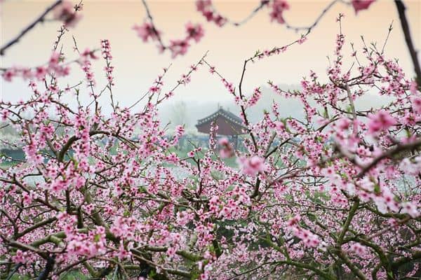 梦见桃花盛开是什么意思