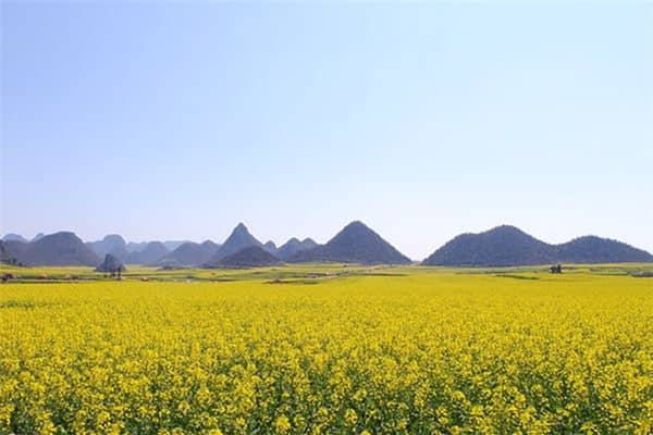 梦见油菜花是什么预兆