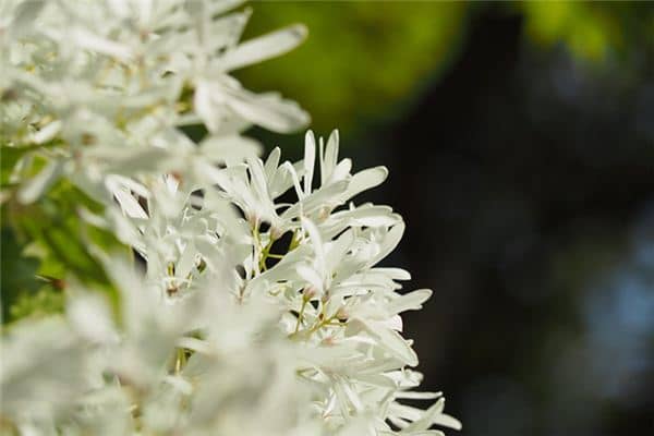 梦见桂花树是什么意思