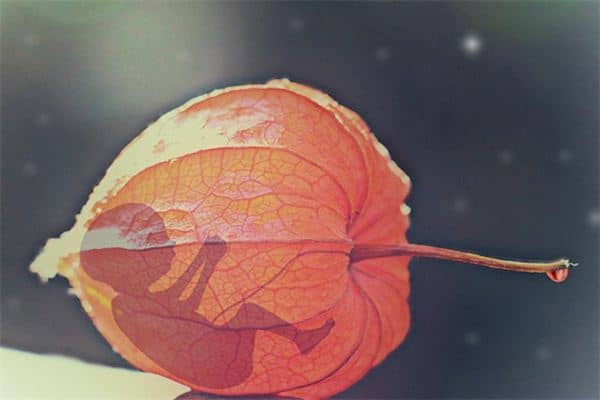 梦见朋友流产是什么意思