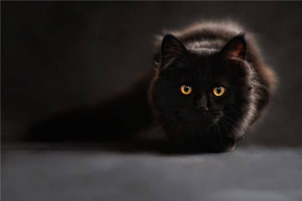 梦见夜猫子叫是什么意思