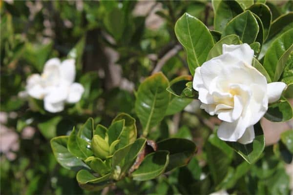 梦见摘桅子花是什么意思