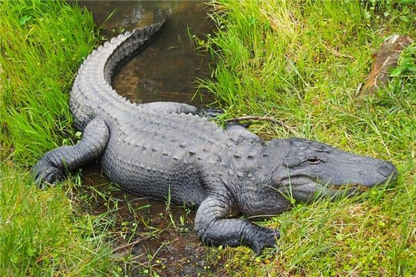 梦见打死鳄鱼是什么意思