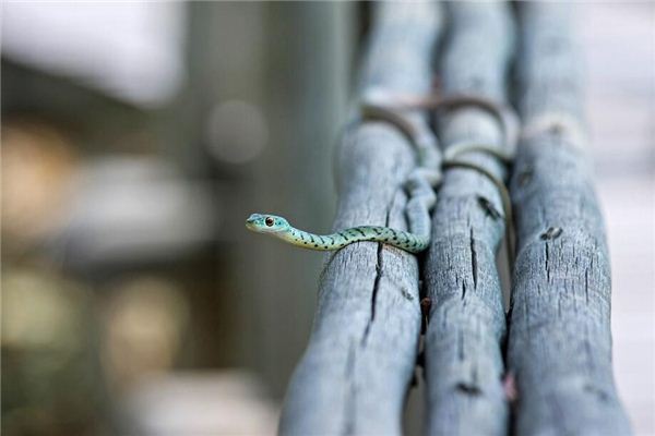 梦见别人打蛇是什么意思