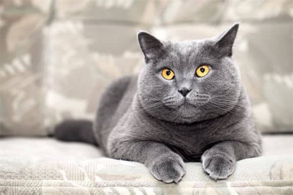 梦见自己变成猫是什么意思