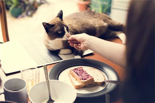 梦见喂猫是什么意思