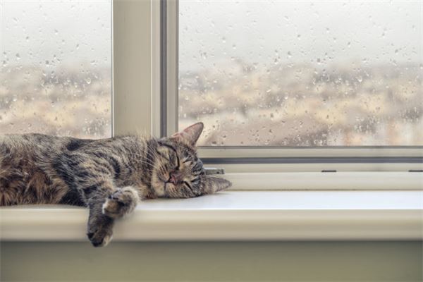 梦见死猫是什么意思