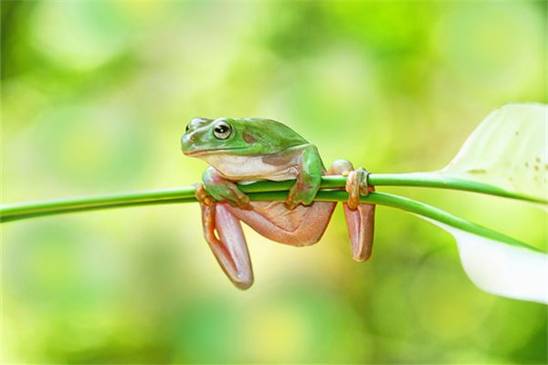 梦见很多青蛙是什么意思