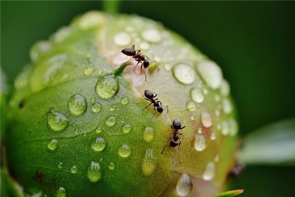 梦见好多蚂蚁是什么意思