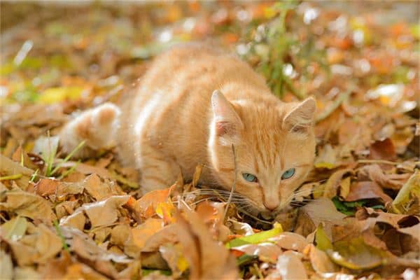 梦见猫说人话是什么意思