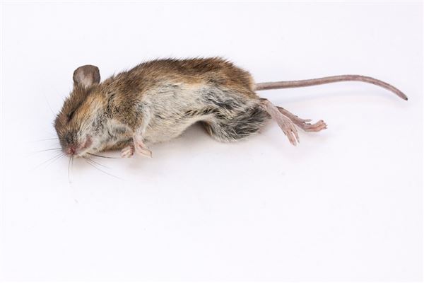 梦见死老鼠是什么意思