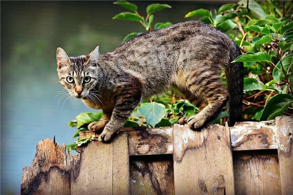 梦见猫跑了是什么意思