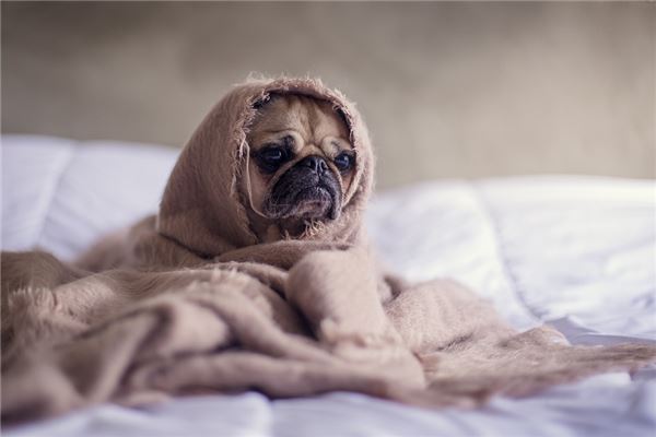 梦见狗吐人言是什么意思